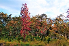 Foliage seasons comes brilliantly in deciduous broad-leaved forests