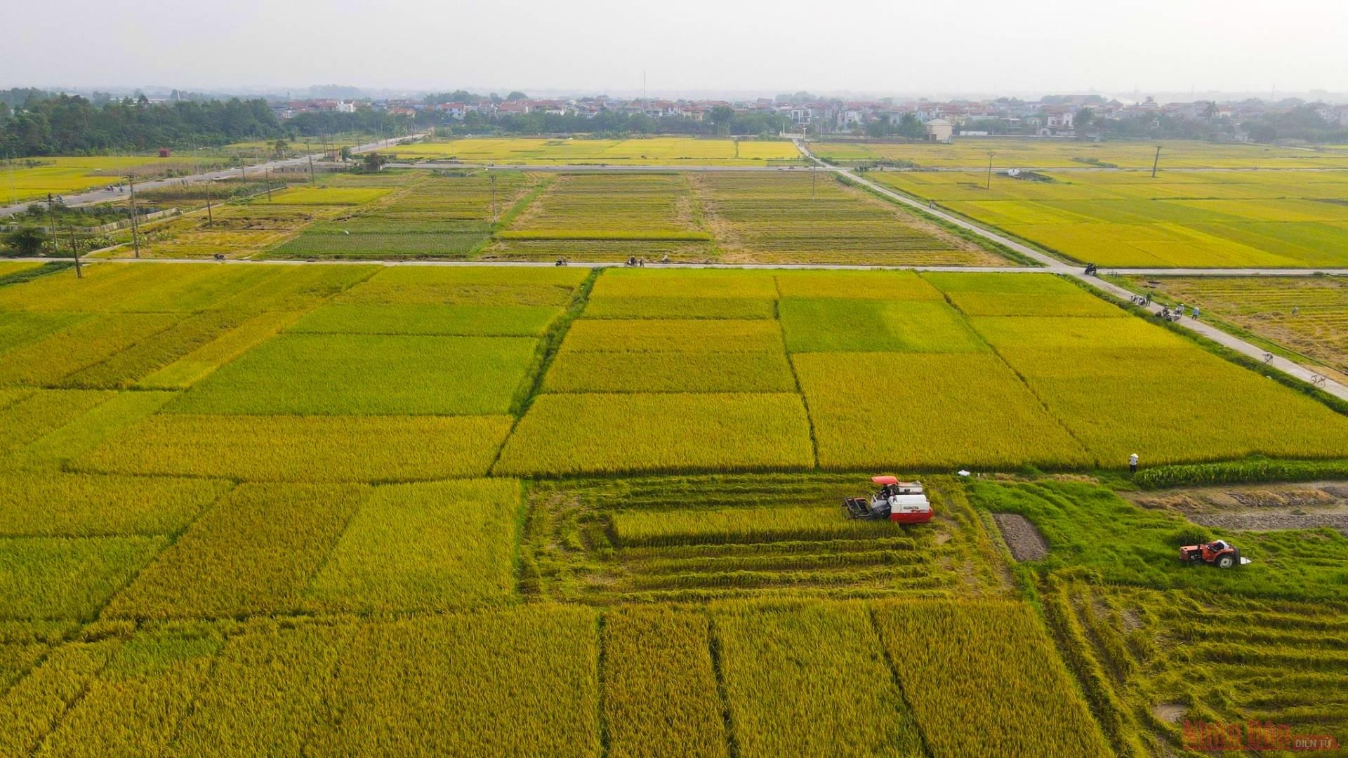 Ripening rice season in the sweltering summer sun