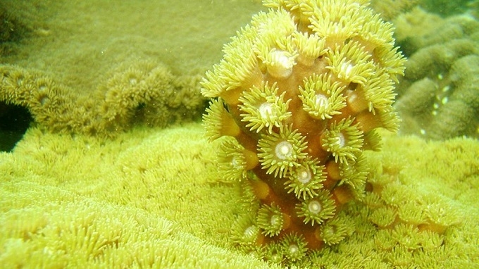 Admiring revived corals in the heart of Ha Long Bay