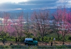Cherry-like apricot blossoms light up the central mountainous city of Da Lat