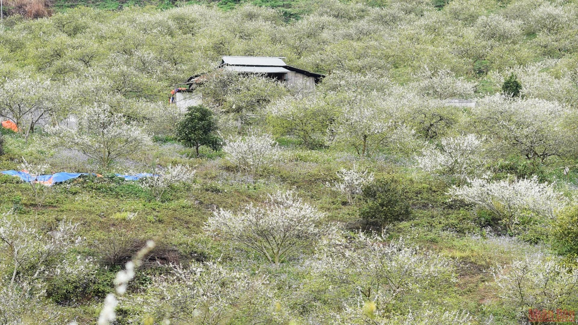 White plum blossom season in Mu Nau, Moc Chau