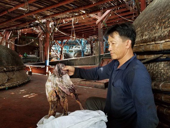 1,000 tons of squid unsalable as China changes import mode