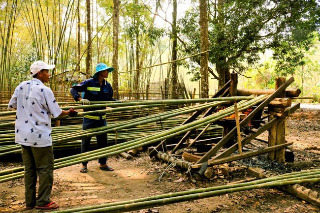 Breadwinners living on straightening bamboo