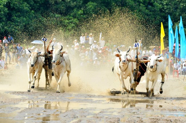 Cow racing festival in the Mekong Delta