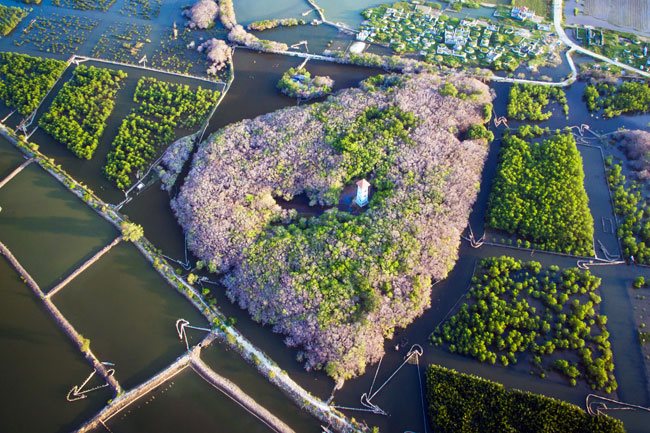 Ru Cha mangroves forest in autumn