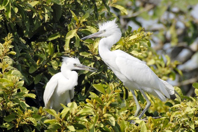 White storks shadowing Dong Thap Muoi fields