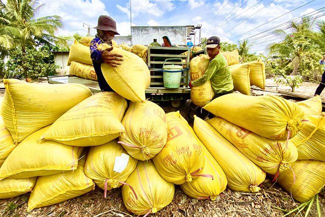 Problems plaguing rice export controls