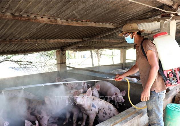 African swine fever continues to spread in Vietnam