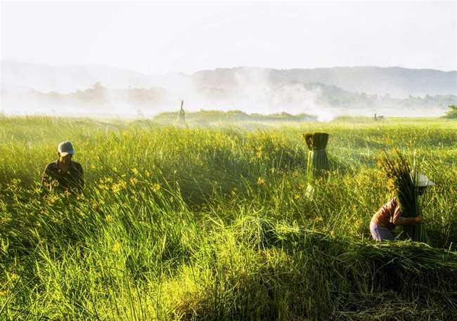 Sedge harvesting in Phu Yen