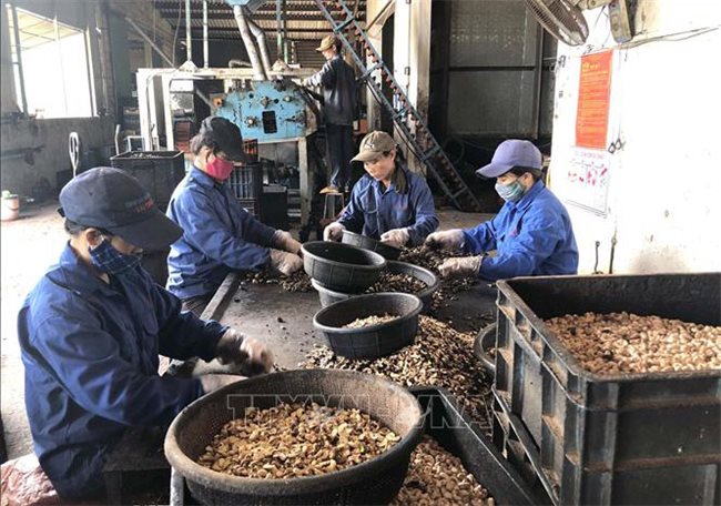 Ministry proposes slashing corporate income tax by 30% for small, micro businesses