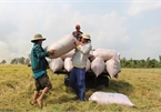 Vietnam wins deal to supply 60,000 tons of rice to the Philippines