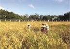Seasonal organic rice revival in Mekong Delta