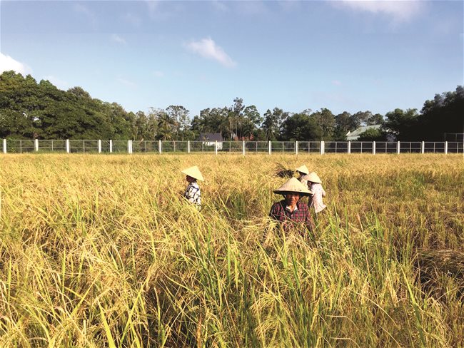 Seasonal organic rice revival in Mekong Delta