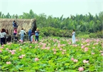 Lotus season in town