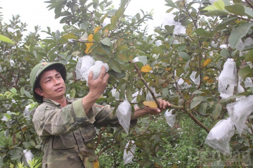 Ép đất cằn cho những mùa quả ngọt, mỗi năm chàng trai xứ Thanh thu gần nửa tỷ đồng