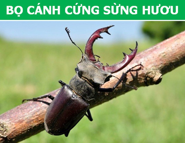 Những loài động vật kỳ lạ, giá trên trời vẫn được các đại gia săn lùng - Ảnh 1.