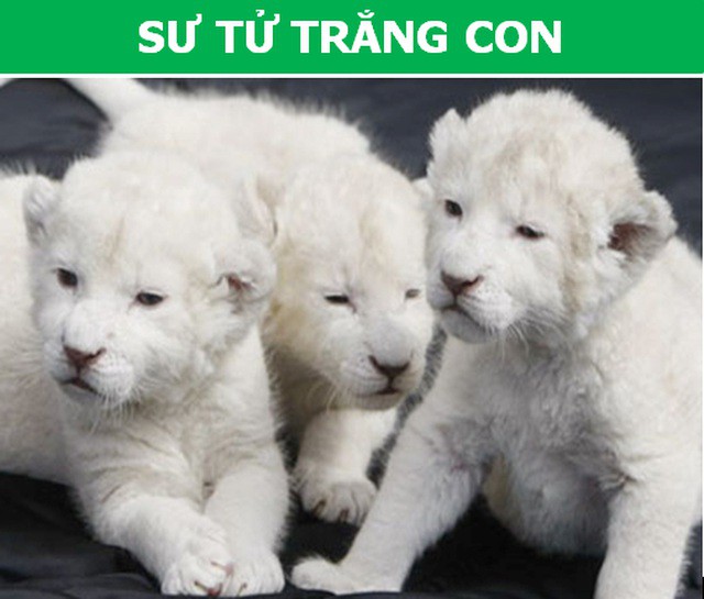 Những loài động vật kỳ lạ, giá trên trời vẫn được các đại gia săn lùng - Ảnh 2.