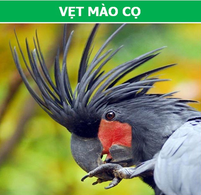 Những loài động vật kỳ lạ, giá trên trời vẫn được các đại gia săn lùng - Ảnh 3.