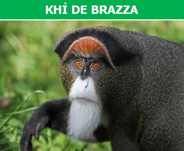 Những loài động vật kỳ lạ, giá trên trời vẫn được các đại gia săn lùng - Ảnh 4.