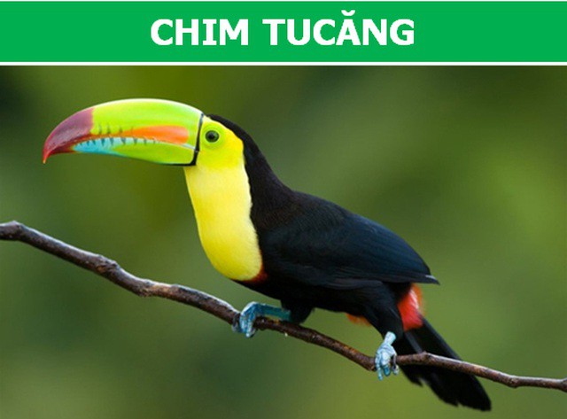 Những loài động vật kỳ lạ, giá trên trời vẫn được các đại gia săn lùng - Ảnh 5.