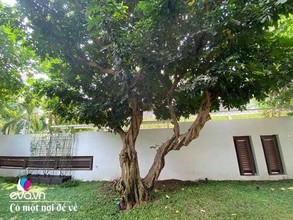 9X Sài Gòn gây sốt giới nghiện nhà với biệt thự khủng, riêng cây đàn trị giá 1 tỷ đồng - Ảnh 17.