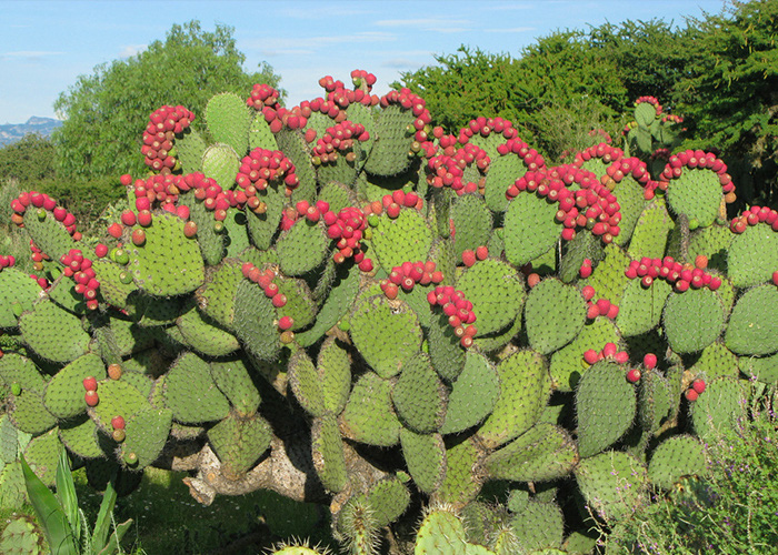 Quả xương rồng: Hãy cùng chiêm ngưỡng những hình ảnh đẹp lung linh của những quả xương rồng tuyệt đẹp, một loài cây xinh đẹp đến từ xứ sở cactus. Chúng không chỉ đem lại vẻ đẹp hoang sơ của sa mạc mà còn cảm nhận được sức sống mãnh liệt một cách khó tin.