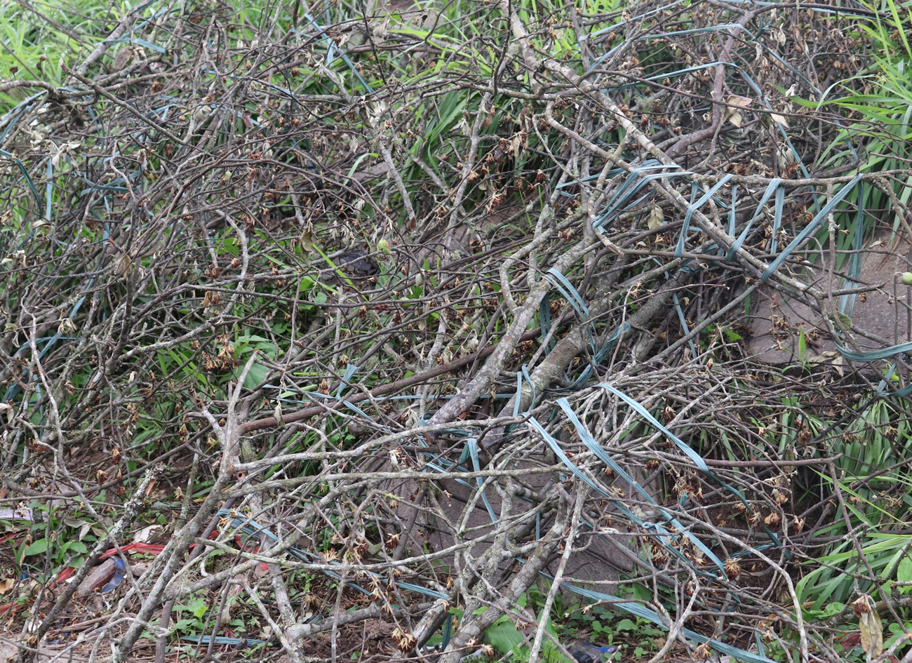 Hà Nội: Ế ẩm chưa từng thấy, tiểu thương ngậm ngùi vứt bỏ hoa lê trắng thành đống chờ đốt bỏ - Ảnh 6.