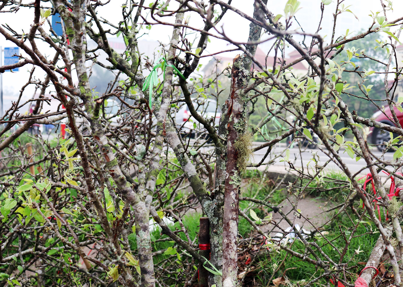 Hà Nội: Ế ẩm chưa từng thấy, tiểu thương ngậm ngùi vứt bỏ hoa lê trắng thành đống chờ đốt bỏ - Ảnh 14.