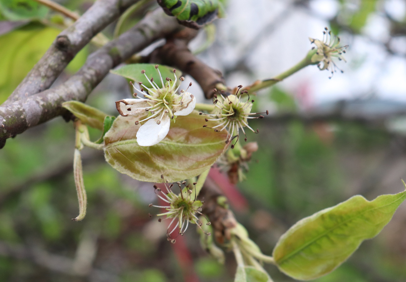 Hà Nội: Ế ẩm chưa từng thấy, tiểu thương ngậm ngùi vứt bỏ hoa lê trắng thành đống chờ đốt bỏ - Ảnh 15.