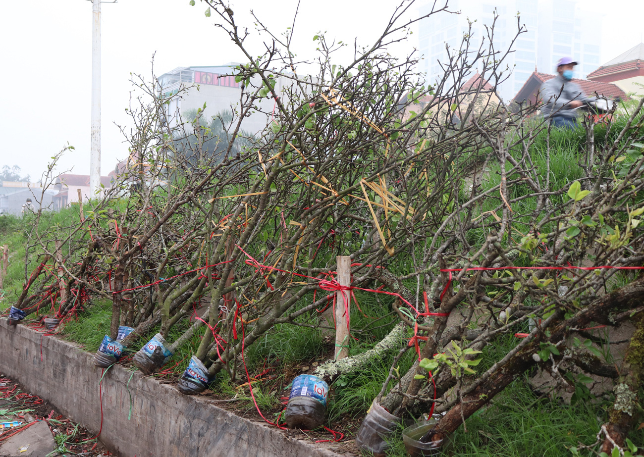 Hà Nội: Ế ẩm chưa từng thấy, tiểu thương ngậm ngùi vứt bỏ hoa lê trắng thành đống chờ đốt bỏ - Ảnh 9.