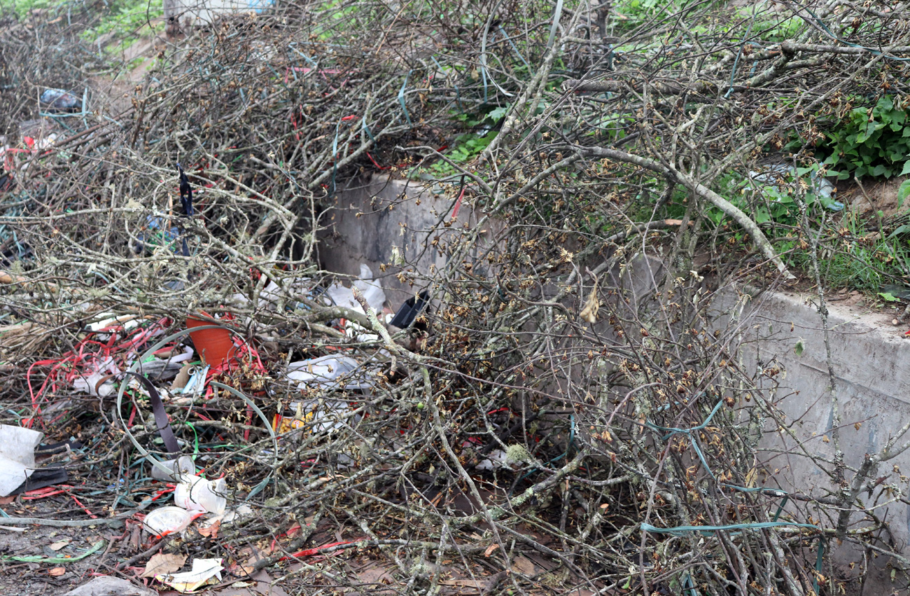 Hà Nội: Ế ẩm chưa từng thấy, tiểu thương ngậm ngùi vứt bỏ hoa lê trắng thành đống chờ đốt bỏ - Ảnh 12.