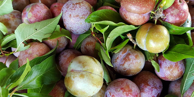 Bí kíp chọn mận ngon do chủ sạp hoa quả chia sẻ chị em không thể bỏ qua - Ảnh 1.