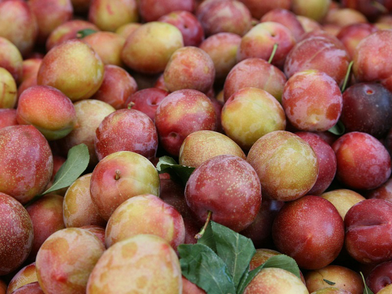 Bí kíp chọn mận ngon do chủ sạp hoa quả chia sẻ chị em không thể bỏ qua - Ảnh 3.