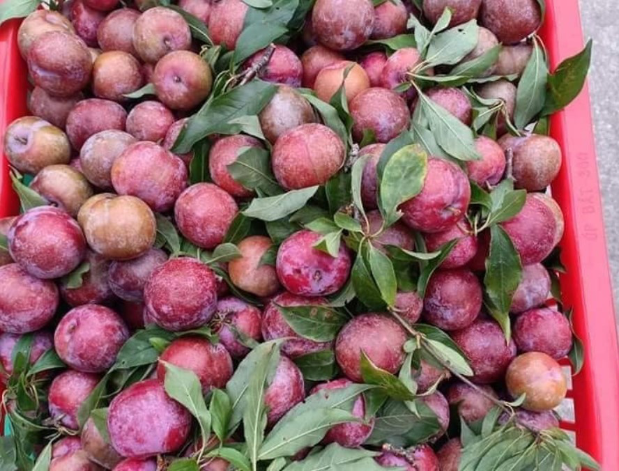 Bí kíp chọn mận ngon do chủ sạp hoa quả chia sẻ chị em không thể bỏ qua - Ảnh 4.