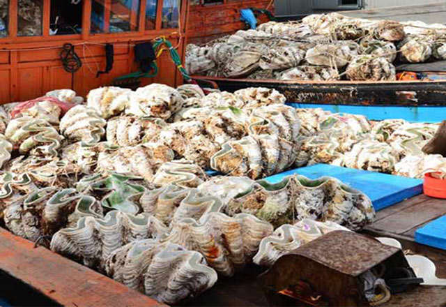 Cận cảnh loài sò khổng lồ nặng 3 tạ, giá đắt đỏ của Việt Nam - Ảnh 7.
