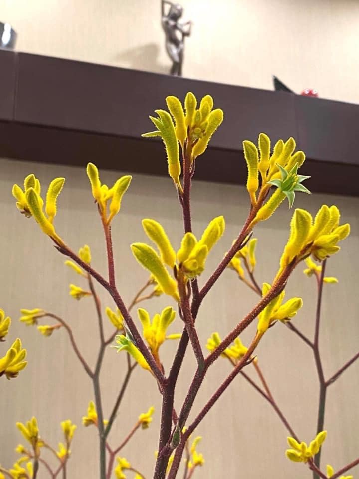 Hẳn chị em chưa biết loài hoa lạ đang được săn lùng hiện tại mang tên sừng hươu - Ảnh 4.