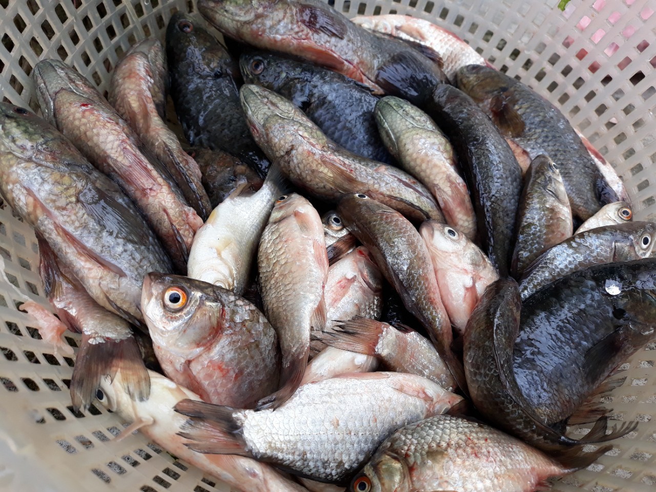 100 phút xong món cá kho 1 năm chỉ có 1 vụ, ăn cả xương, ngon độc đáo và rất tốn cơm của quê hương Thanh Hóa - Ảnh 1.