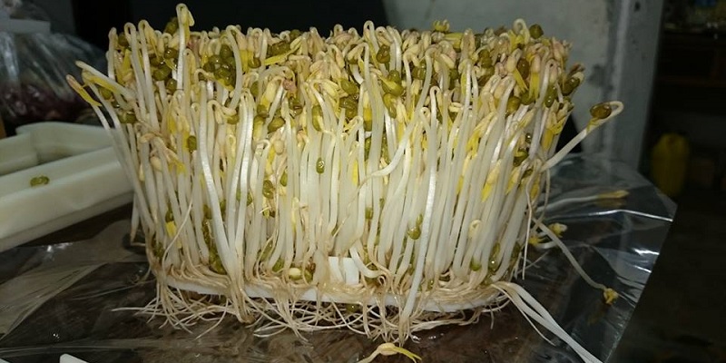 Muốn biết giá đỗ bán ngoài chợ có bị tiểu thương ngâm hoá chất hay không nhìn vào rễ là biết - Ảnh 4.