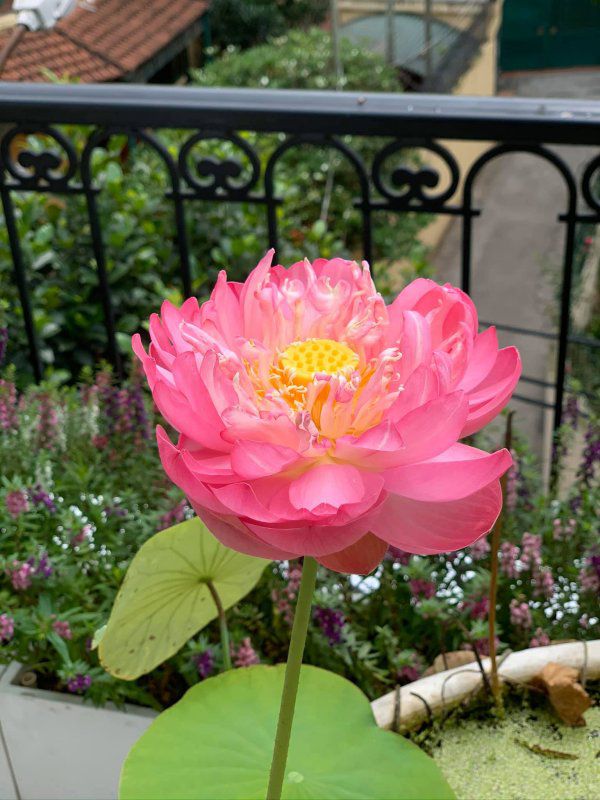 Hoa hậu Nguyễn Thị Huyền hiếm hoi 'nhá hàng' vài góc không gian sống - Ảnh 13.