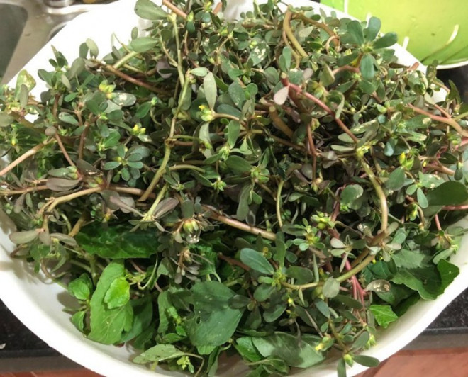 Loài rau dại mọc đầy ở Việt Nam mang sang nước ngoài trở thành thần dược, được gọi là rau trường thọ - Ảnh 3.