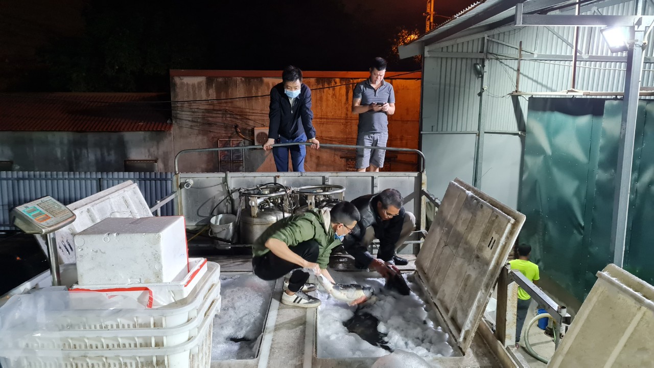 Bất chấp những chỉ đạo “nóng”, cá tầm Trung Quốc vẫn được cấp phép nhập khẩu về Việt Nam - Ảnh 2.