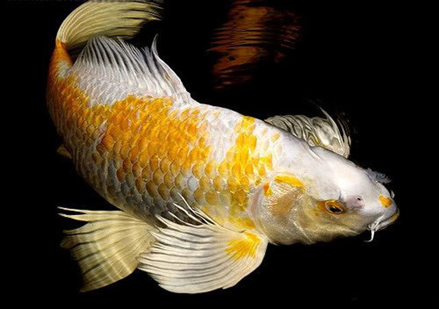 Cá Koi là một trong những loại cá cảnh được rất nhiều người yêu thích. Những chú Koi với màu sắc đa dạng cùng nét vẽ tinh xảo bao quanh làm say mê bất cứ ai. Hãy cùng chúng tôi thưởng thức những hình ảnh tuyệt đẹp của cá Koi.