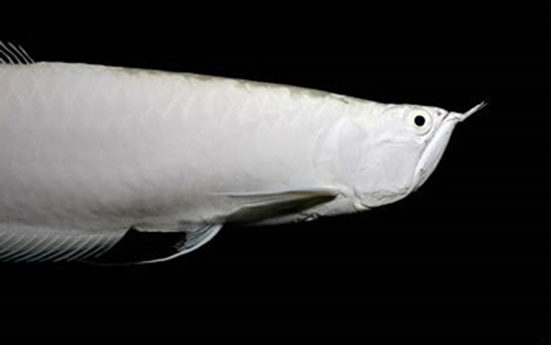 Loài cá đỏ như máu, mang ý nghĩa quyền quý và thịnh vượng được đại gia Việt săn mua - Ảnh 3.