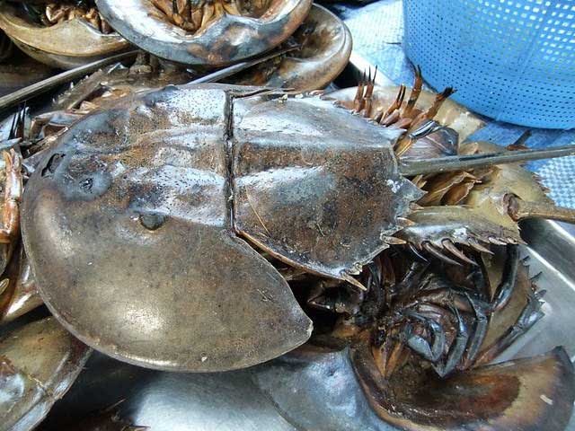 Sam biển bò về Hà Nội giá đã 1 triệu đồng/đôi, nhưng máu của nó còn có giá cao khủng khiếp gấp trăm lần - Ảnh 2.