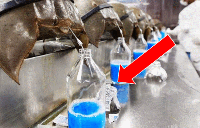 Sam biển bò về Hà Nội giá đã 1 triệu đồng/đôi, nhưng máu của nó còn có giá cao khủng khiếp gấp trăm lần - Ảnh 5.