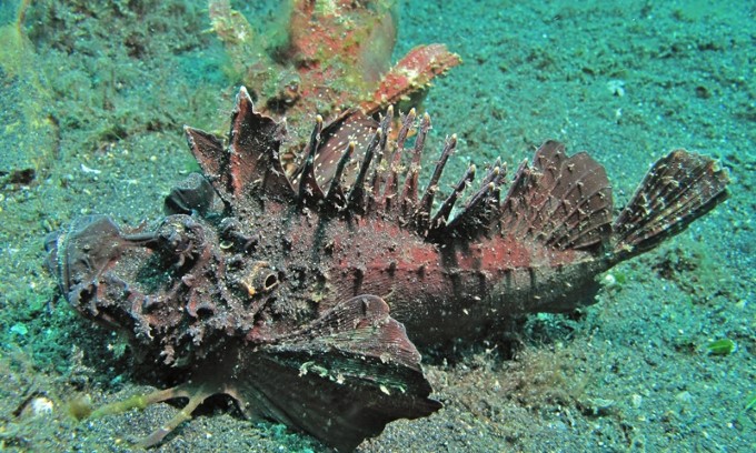 Con cá xấu xí đến kinh dị, trước làm thức ăn cho gà, vịt giờ trở thành món khoái khẩu của nhiều người - Ảnh 1.