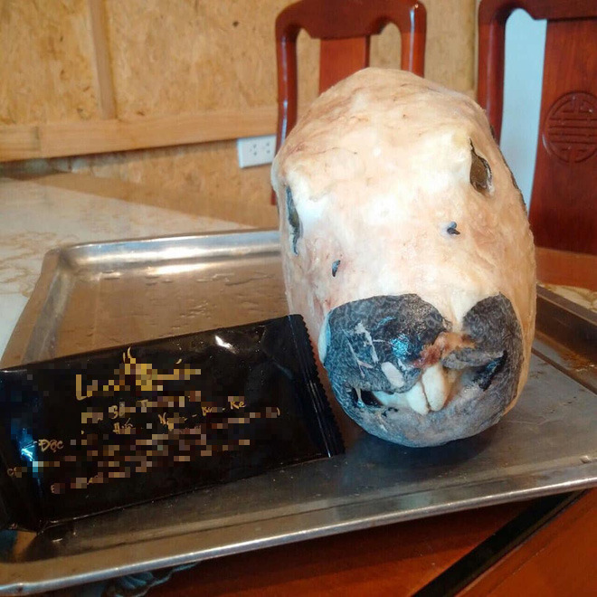 Mỹ nhân ngư có thể gây chết người nhưng nhiều người không tiếc tiền để mua - Ảnh 4.