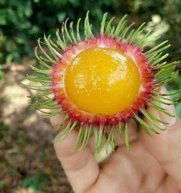 Loại chôm chôm lạ ai cũng tưởng nhập ngoại, tìm hiểu nguồn gốc dân Việt mới ngã ngửa ra là mọc đầy ở miền Trung và Tây Nguyên - Ảnh 1.