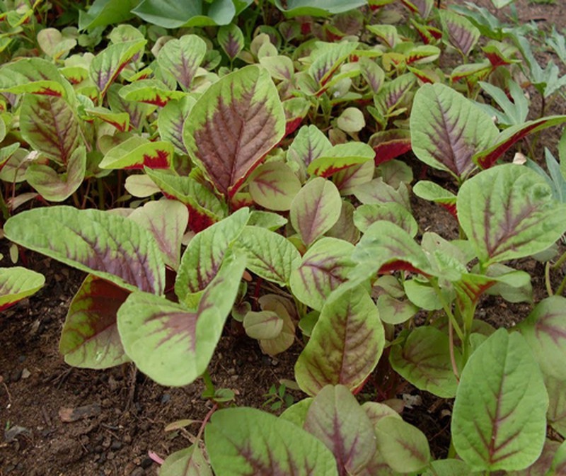 Nếu biết rau dền ở đây được tôn vinh là rau trường thọ bán giá đắt đỏ thì hẳn bạn sẽ không còn bỏ phí cọng nào trên đĩa rau dền luộc ở nhà - Ảnh 1.