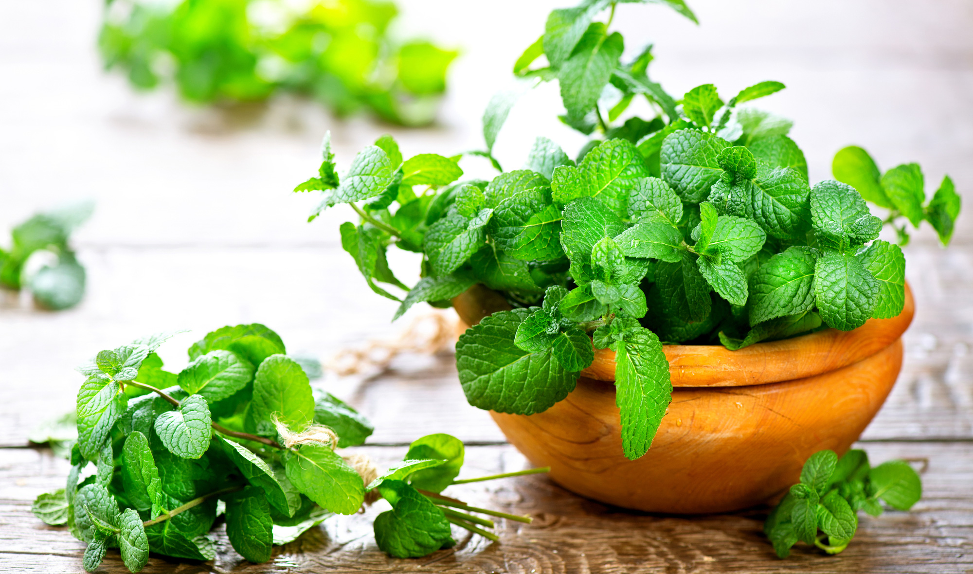 Rau bạc hà bán 350.000 đồng mỗi hộp tùy trọng lượng, dân choáng váng nghe giá mà vẫn phải cắn răng mua - Ảnh 1.